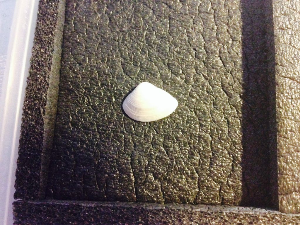 Bivalvi da determinare